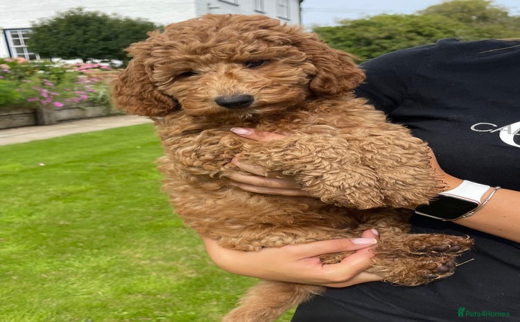 Labradoodle dogs - Advert 2