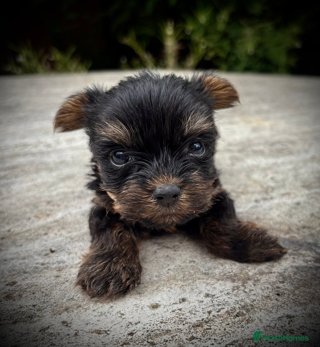 Yorkshire Terrier dogs for sale: Cute miniature Yorkshire terrier boys!  - Image 3