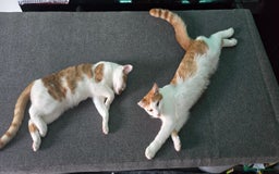 British Shorthair cats for sale: 2 ginger brothers  - Image 5