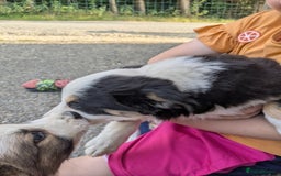 Border Collie dogs for sale: Border Collie Puppies  - Image 12