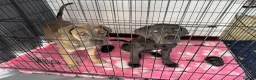 Cane Corso dogs for sale: European Champion Bloodlines - Advert 5
