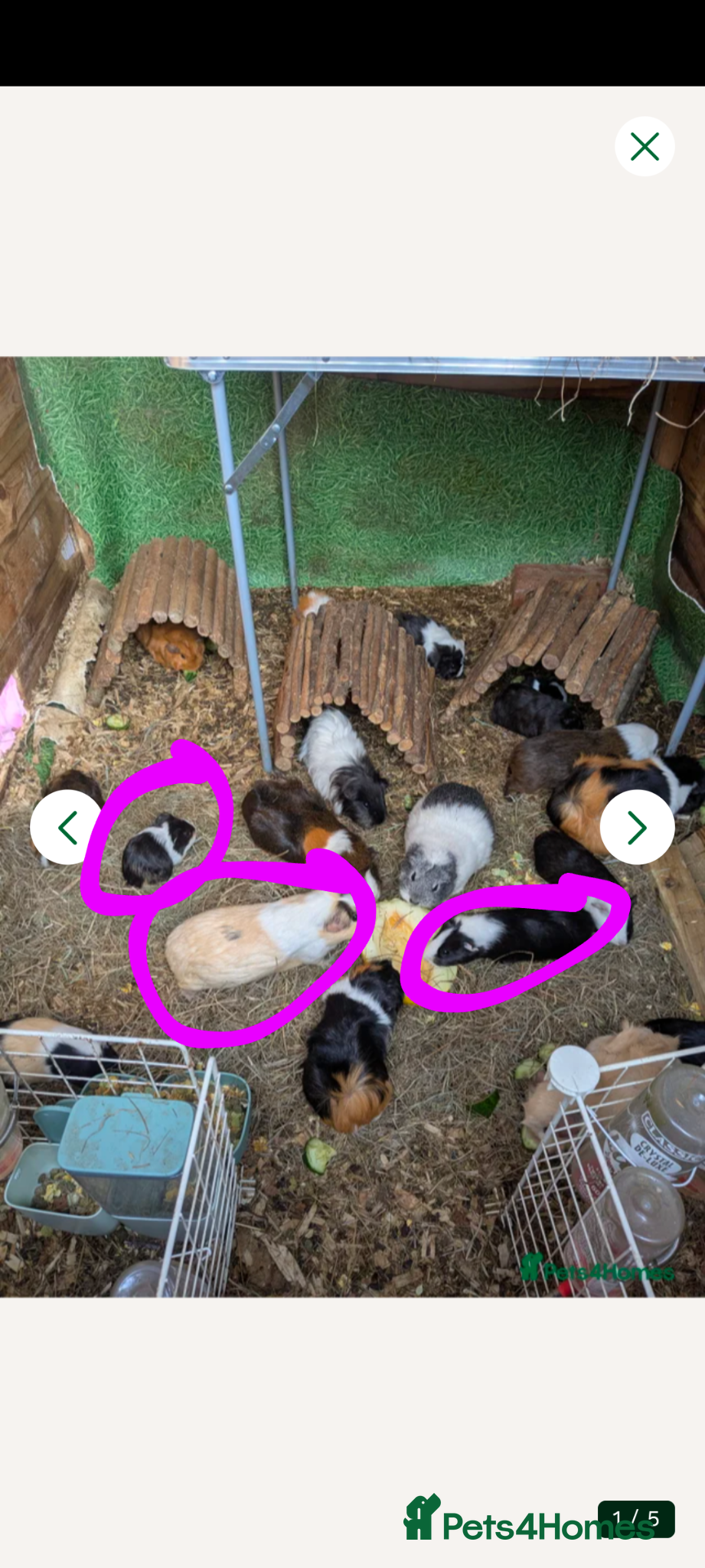 Guinea Pig rodents Girls for sale  - Advert 22
