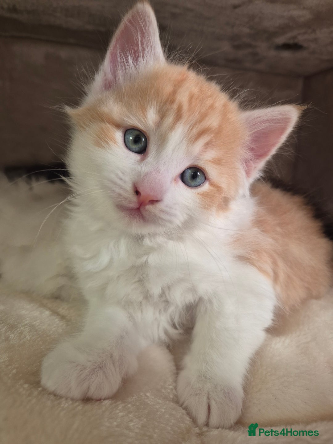 Mixed Breed cats for sale: Siberian x Ragdoll x Domestic kittens  - Image 2