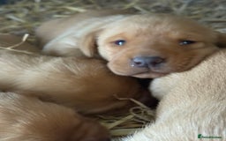 Labrador Retriever dogs for sale: Stunning ftch fox red puppies - Image 3