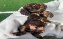 Cockapoo dogs for sale: American cockapoos rare green eyes phantoms - Image 7