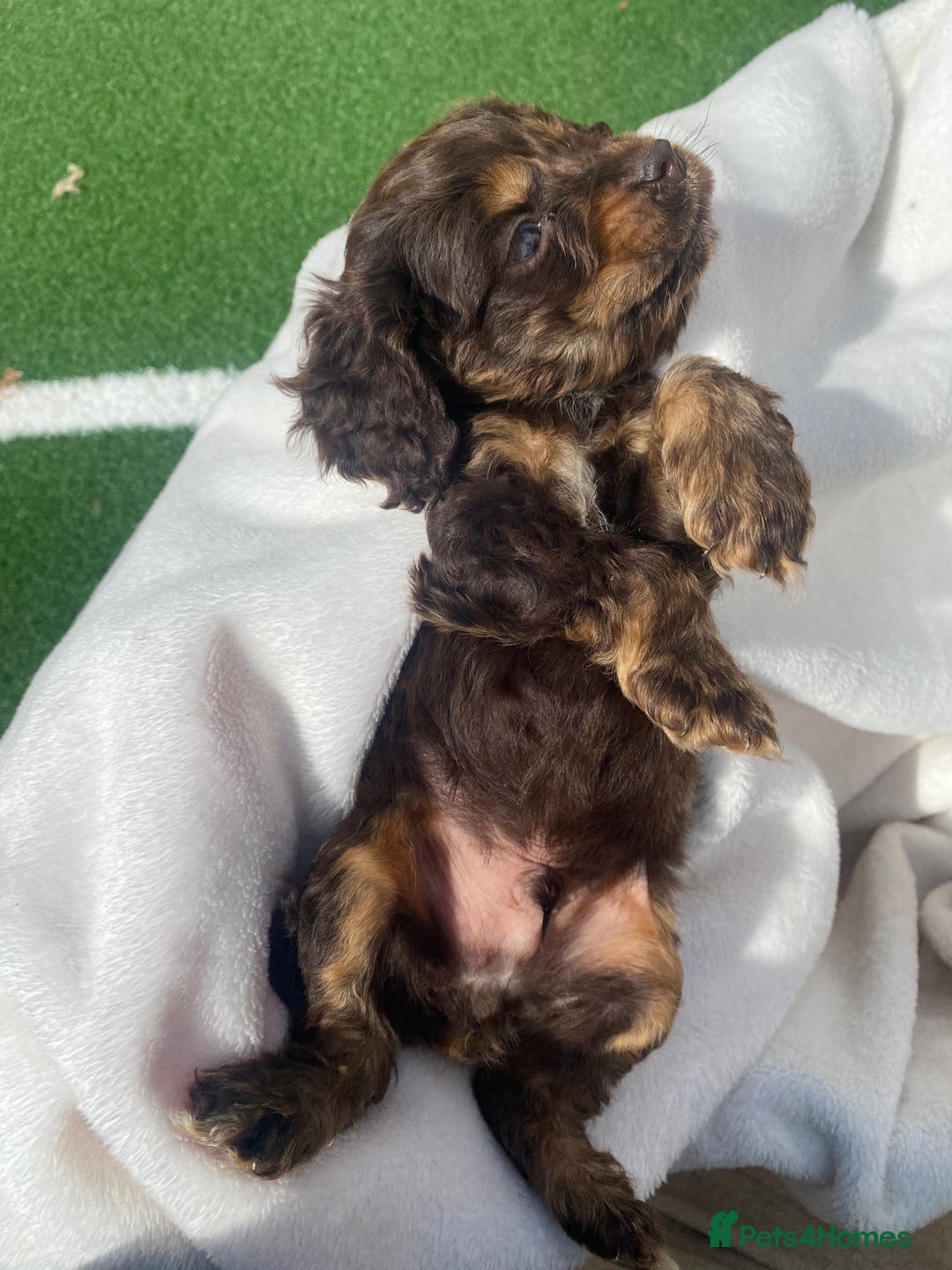 Cockapoo dogs for sale: American cockapoos rare green eyes phantoms - Image 7