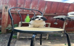 Maltese dogs for sale: Maltese - Image 8