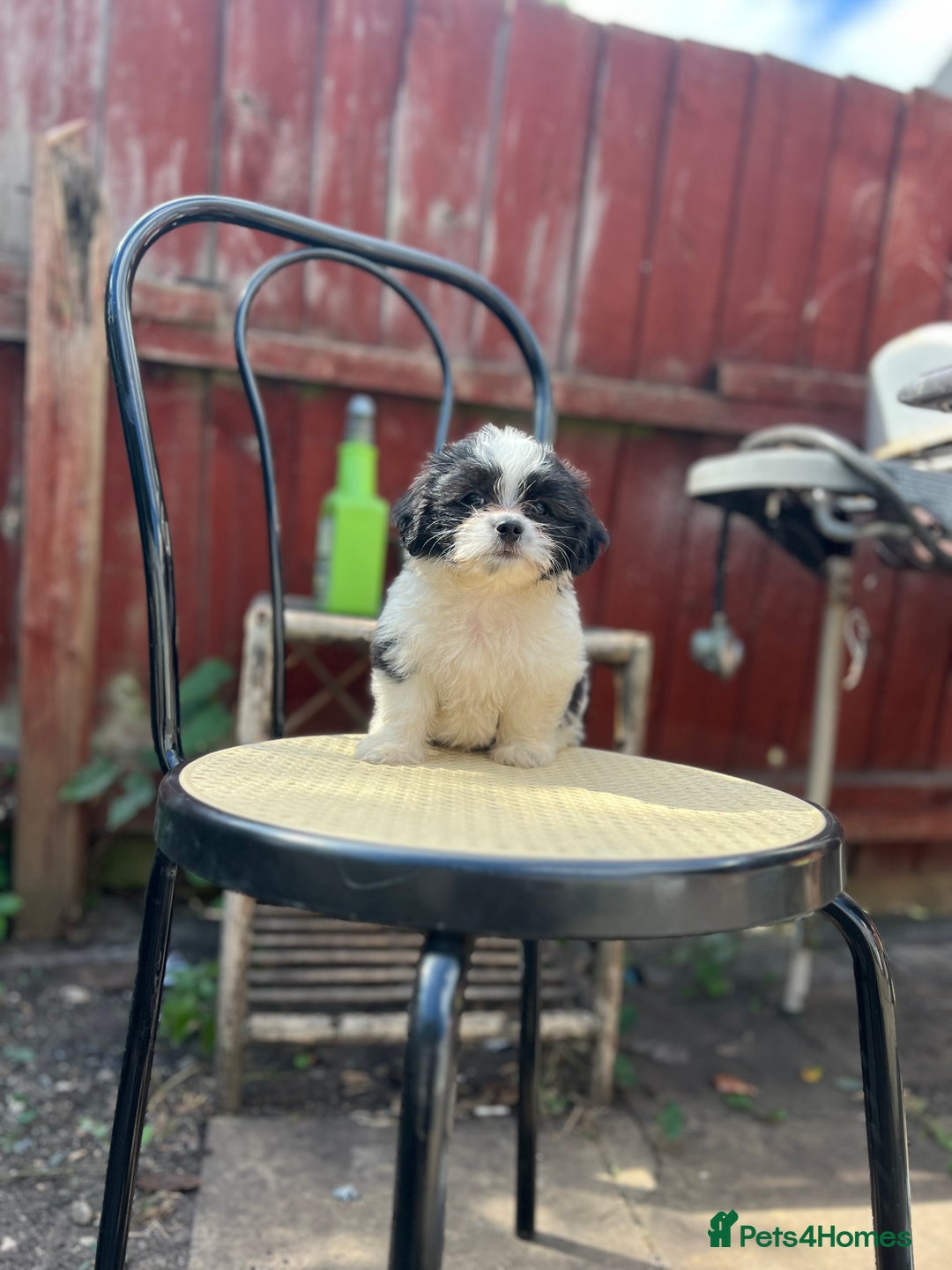 Maltese dogs for sale: Maltese - Image 8