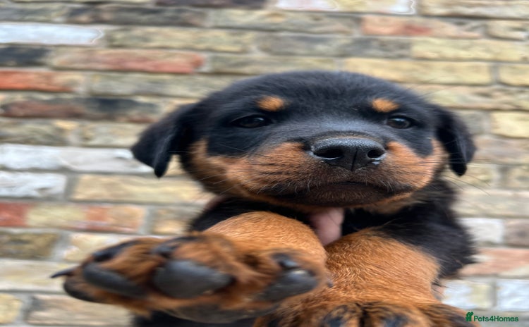 Rottweiler dogs - Advert 8