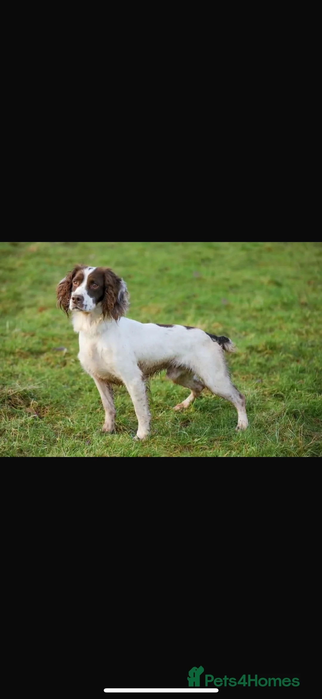 English Springer Spaniel dogs for sale: KC registered springer spaniel puppies  - Advert 3