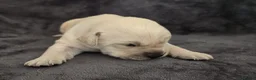 Goldador dogs for sale: 🐾 Beautiful Goldador Puppies Raised with Love 🐶 in Coventry - Advert 17