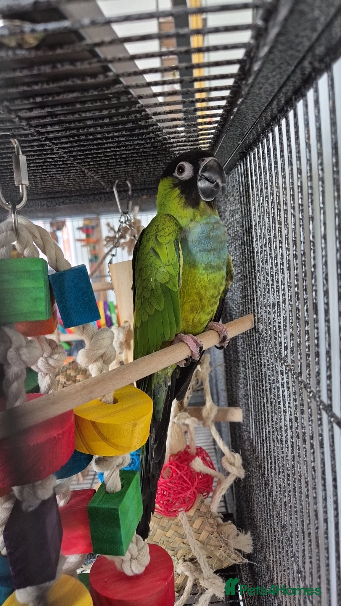 Conures birds Ozzy  - Advert 1