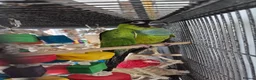 Conures birds for sale: Ozzy  - Advert 1