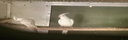Cockatiels birds for sale: 2026 Young ALBINO / PIED /GREY Cockatiels  - Advert 2