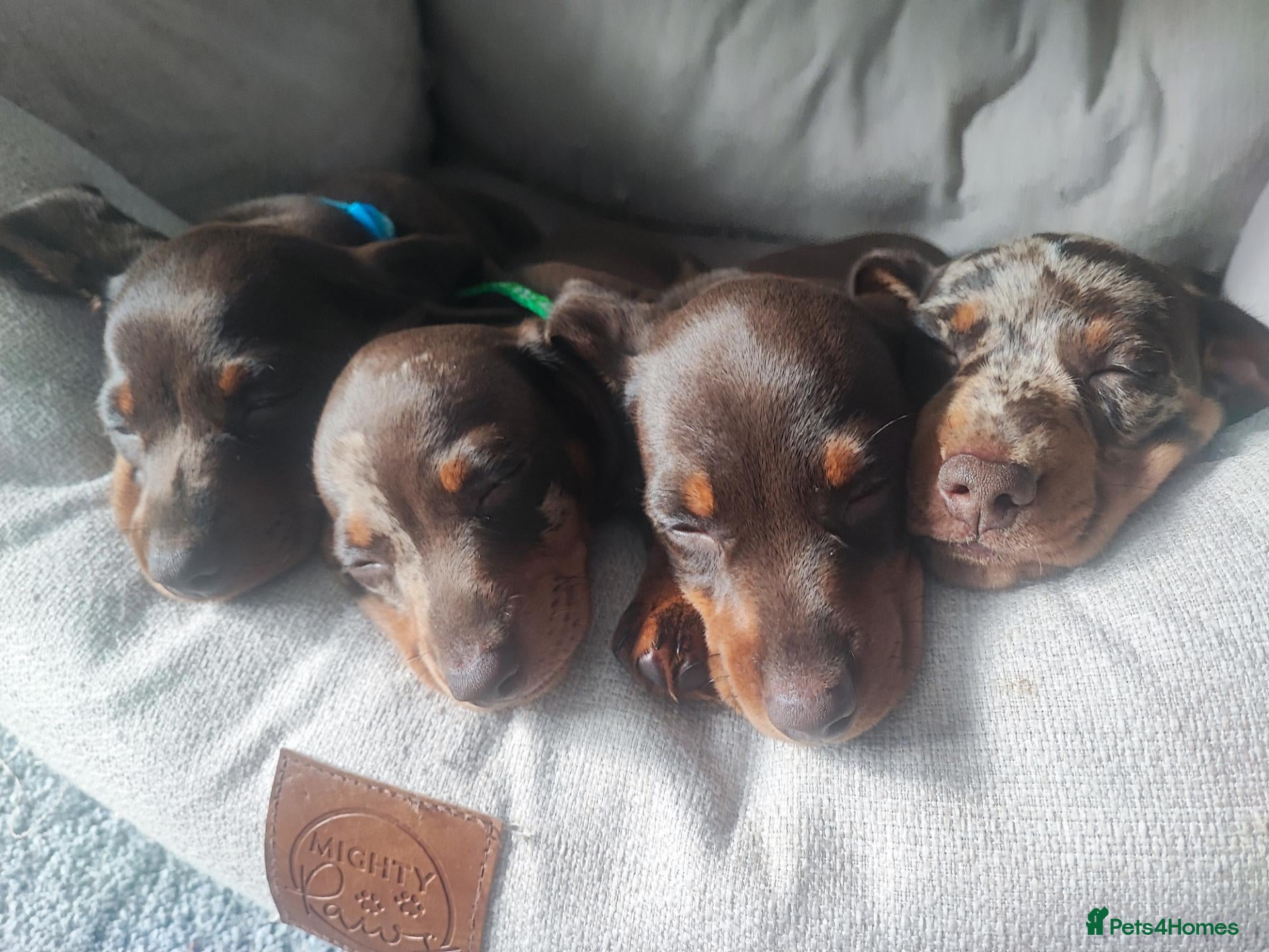 Miniature Dachshund dogs Beautiful miniature dachshund  - Advert 14