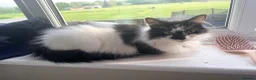 Mixed Breed cats for sale: 4 beautiful fluffy kitten  - Advert 14