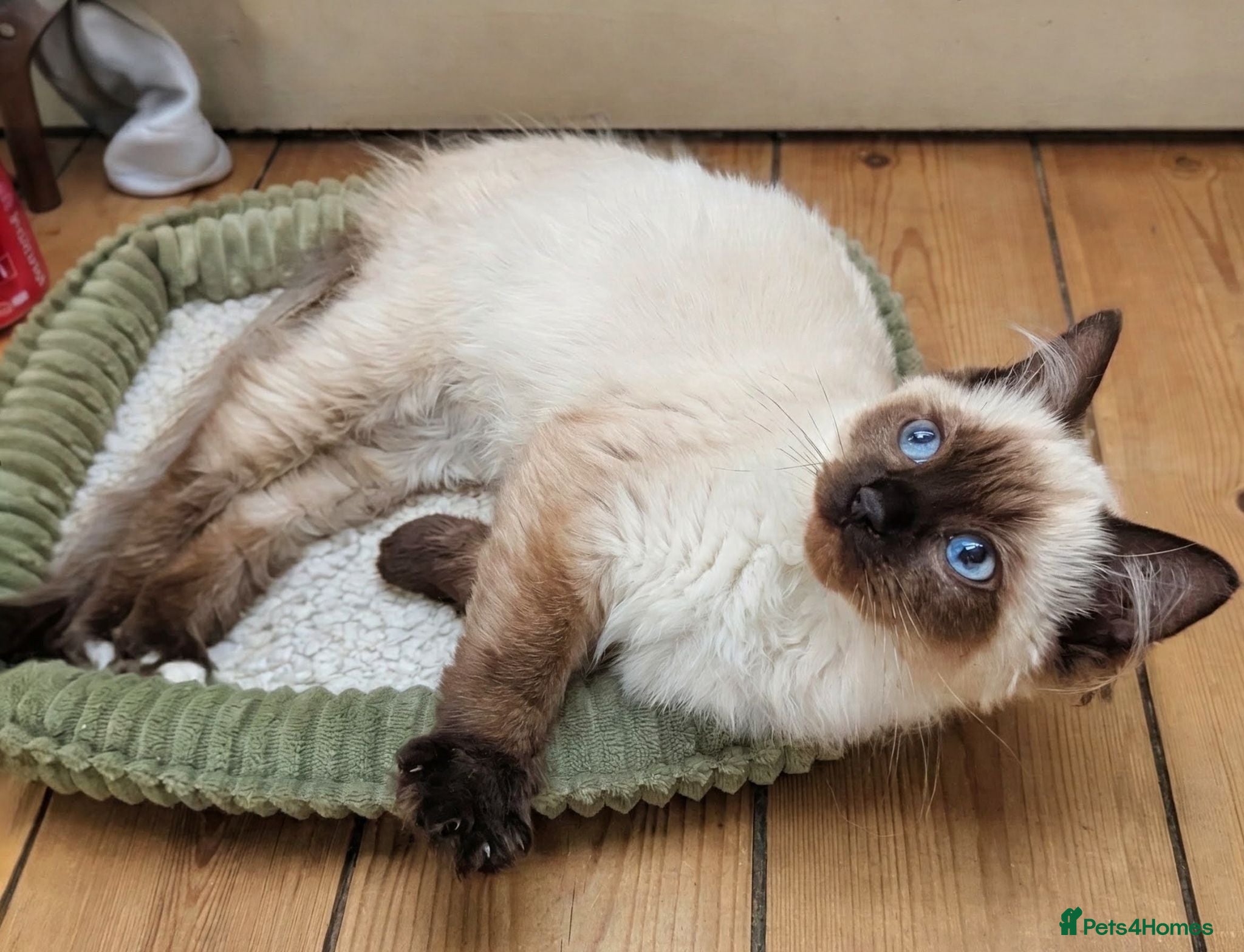 Ragdoll cats One girl left 💖💖💖 - Advert 8