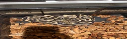 Python Snake reptiles for sale: 3 ball python  - Advert 1