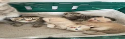 British Shorthair cats for sale: British shorthair kittens for sale  in West Bromwich - Advert 1