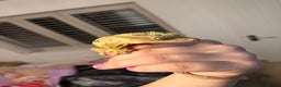 Gecko reptiles for sale: Beautiful Dalmatian Female Crested Gecko  - Advert 5