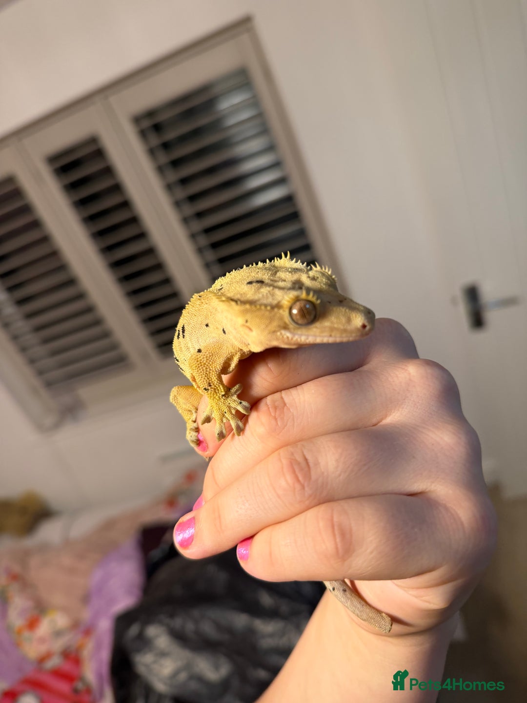 Gecko reptiles for sale: Beautiful Dalmatian Female Crested Gecko  - Advert 5