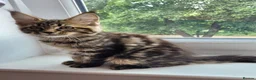 Maine Coon cats for sale: Tica registered maine coon kittens  - Advert 7