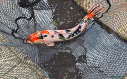 Koi Carp fish for sale: 8 x Koi Crap for Sale  - Image 3