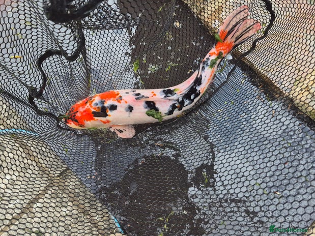 Koi Carp fish - Advert 2