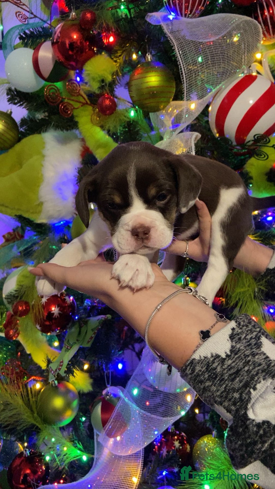 Mixed Breed dogs for sale: Only 2 beautiful girl pups left - Advert 10