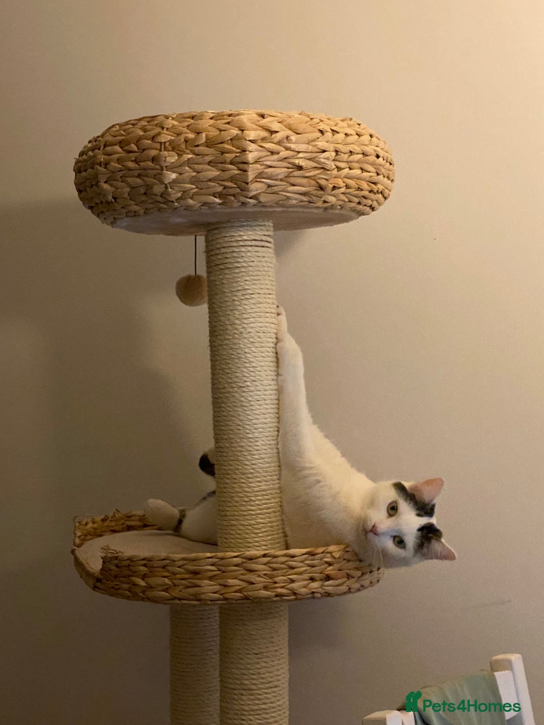 Domestic Shorthair cats for sale: Domestic Cow-Patterned Female Cat found Loving - Image 10
