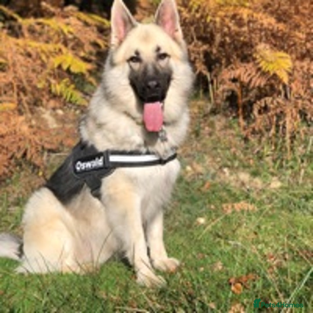 German Shepherd dogs for stud: silver sable, proven, health tested, kc reg. in Royston - Image 4