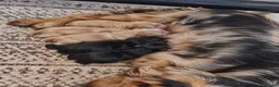 Cocker Spaniel dogs for sale: Golden Show CockerSpaniel Babies 🐾🐾🐾 - Advert 20