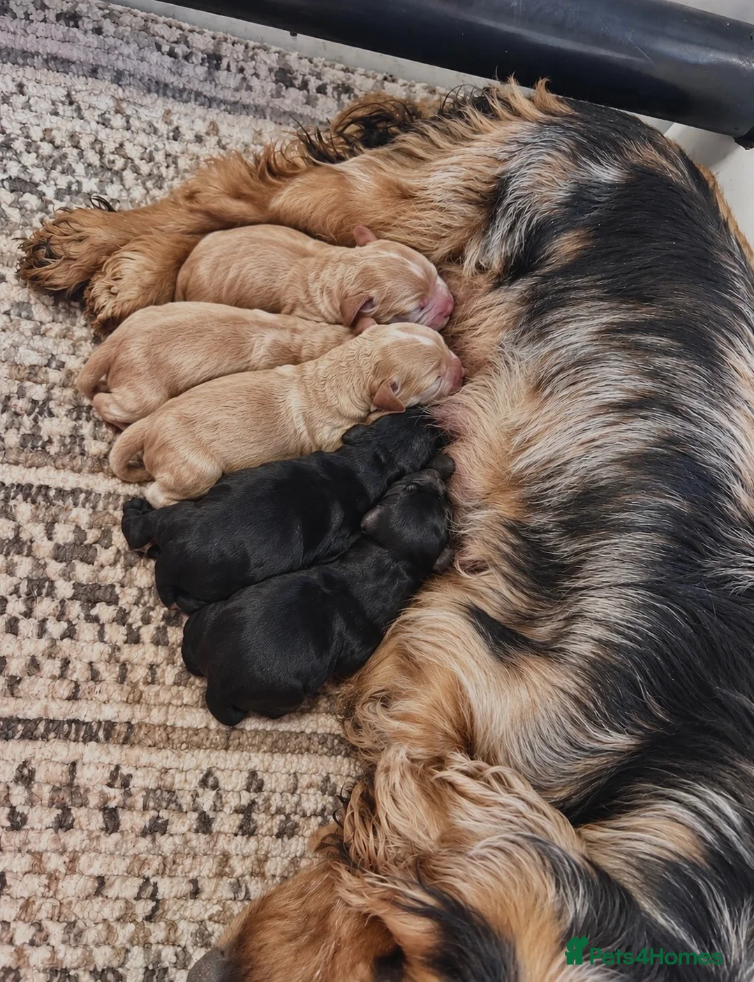 Cocker Spaniel dogs for sale: Golden Show CockerSpaniel Babies 🐾🐾🐾 - Advert 20
