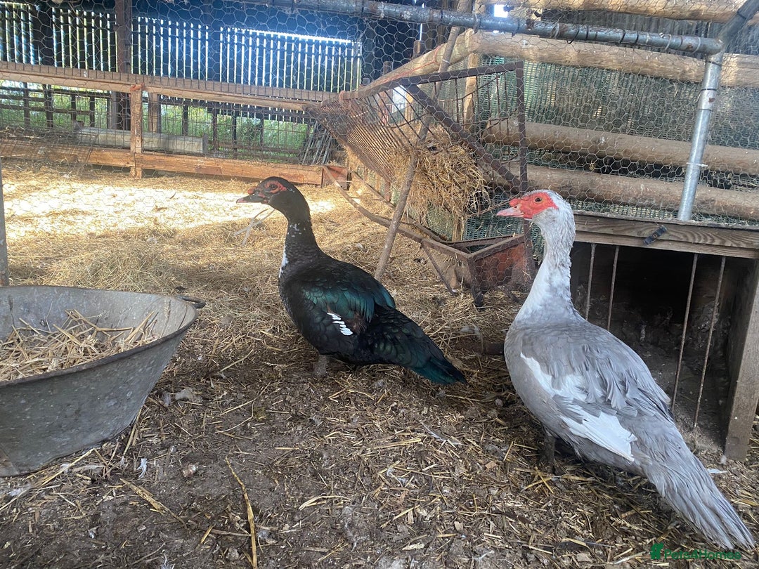 Waterfowl poultry for sale: 2024 Hatch Muscovy Drakes - Image 1