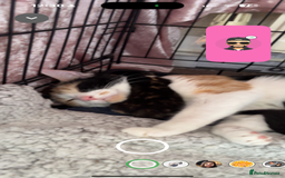 Mixed Breed cats for sale: Beautiful playful kittens - Image 15