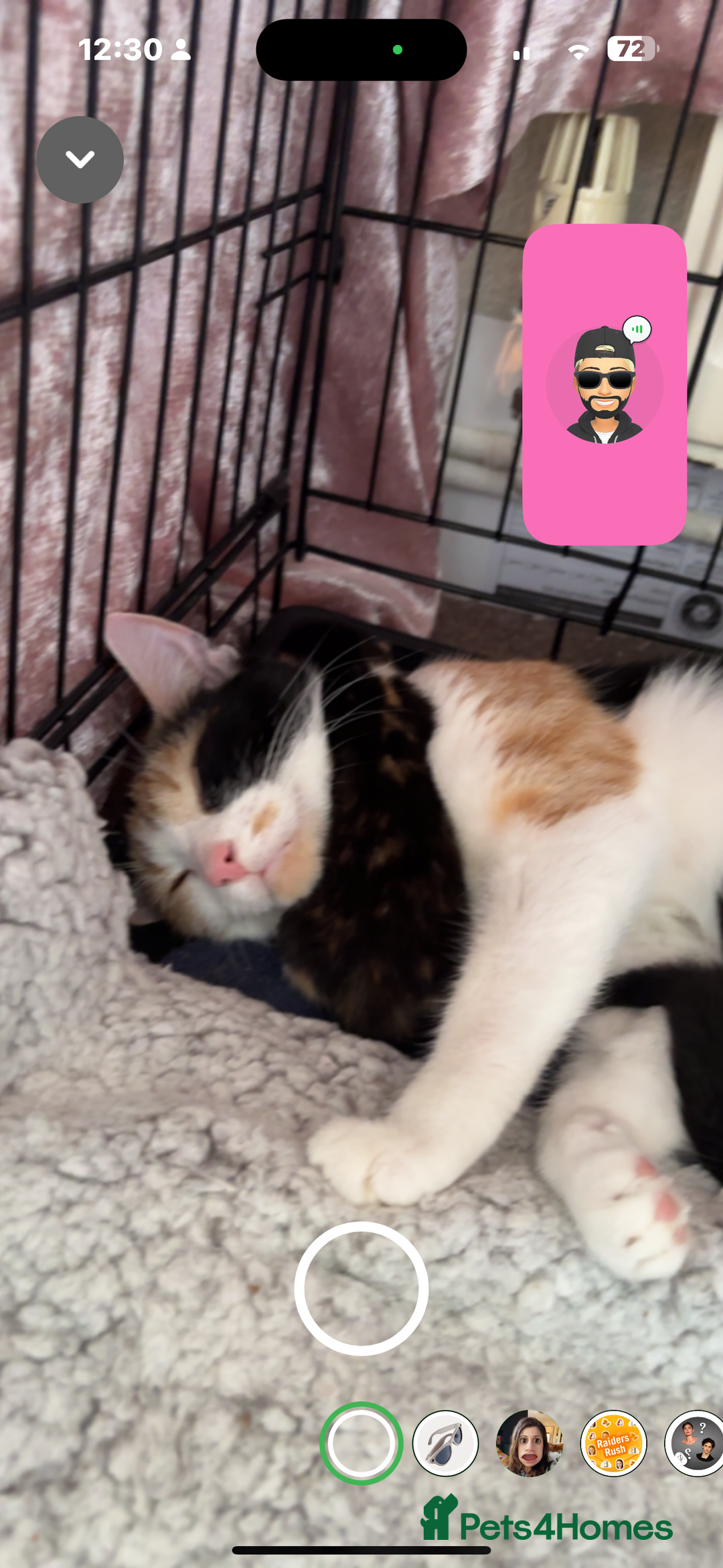 Mixed Breed cats for sale: Beautiful playful kittens - Image 15