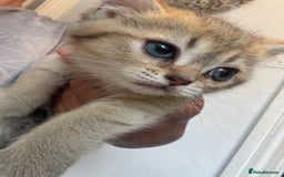 British Shorthair cats for sale: 1 BSH colour point & 4 rainbow BSH Chinchillas - Image 12