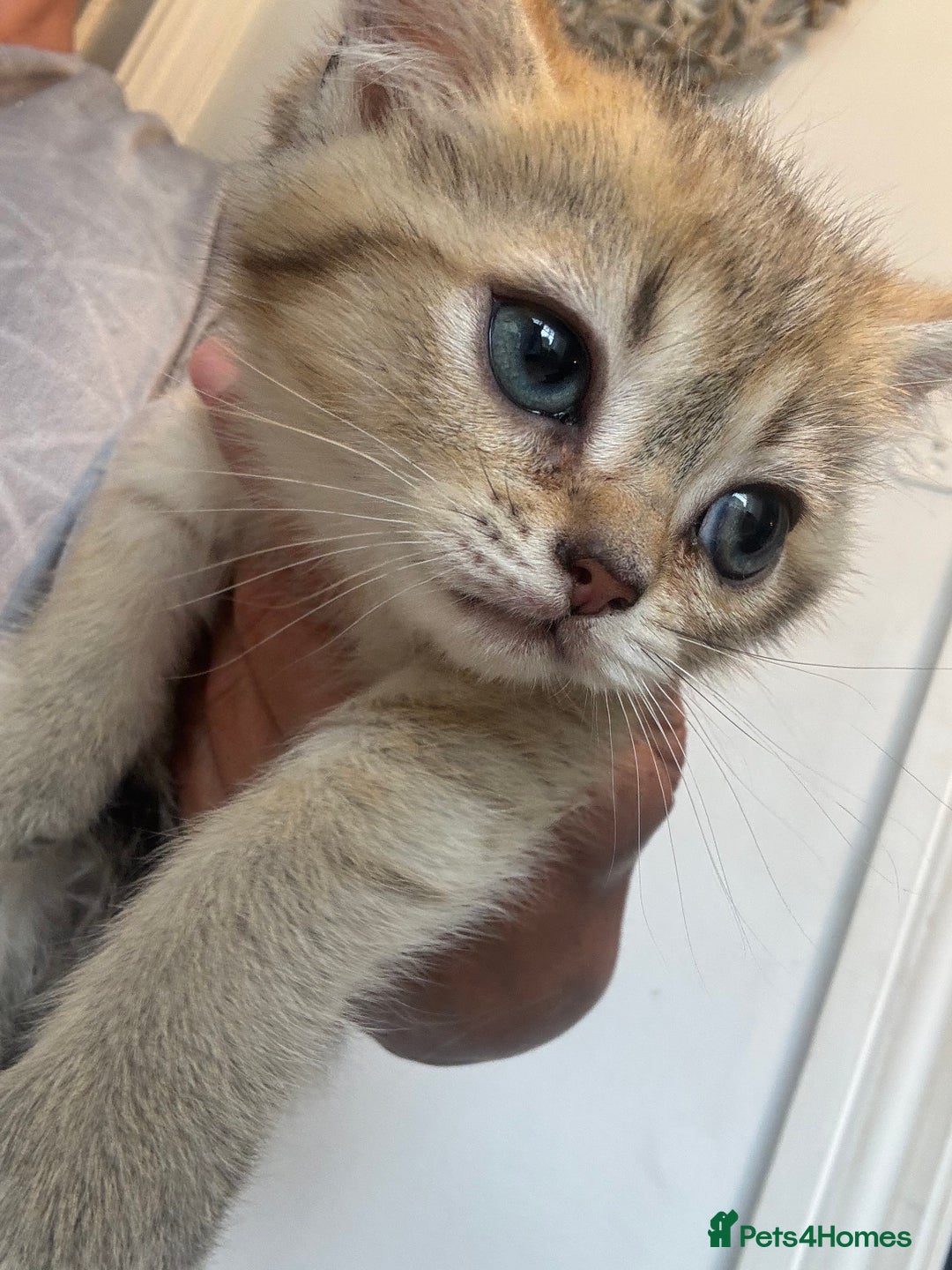 British Shorthair cats for sale: 1 BSH colour point & 4 rainbow BSH Chinchillas - Image 12
