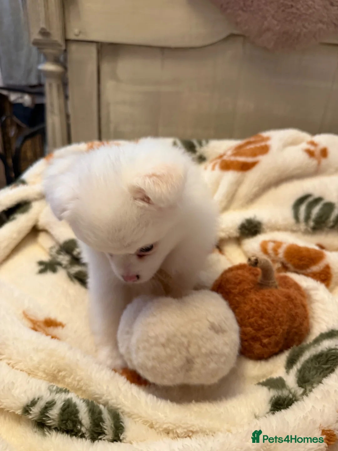 Pomeranian dogs for sale: 1 boy left ready to go  - Advert 1