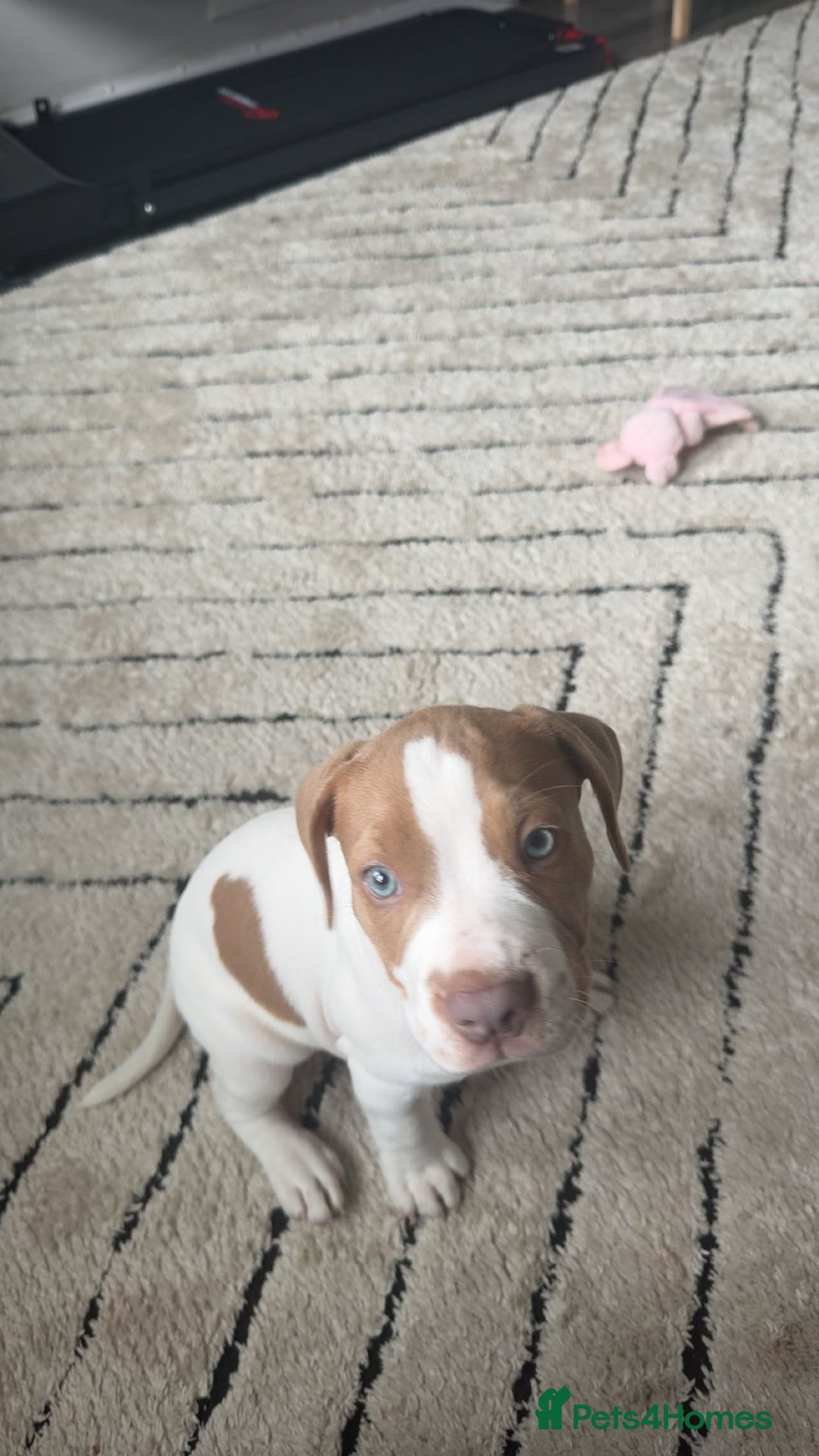 Mixed Breed dogs for sale: staffordshire bully x springer open to any offers - Image 1