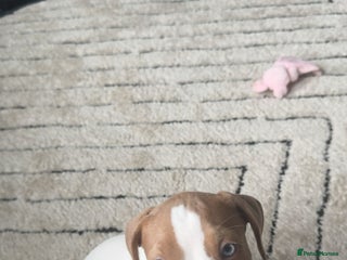 Mixed Breed dogs - Advert 5