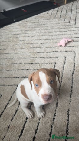 Mixed Breed dogs - Advert 2