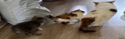 Exotic cats for sale: Exotic kittens for sale in london - Advert 2
