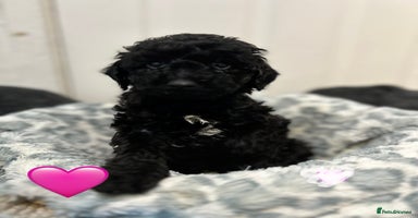 Cockapoo dogs - Advert 7