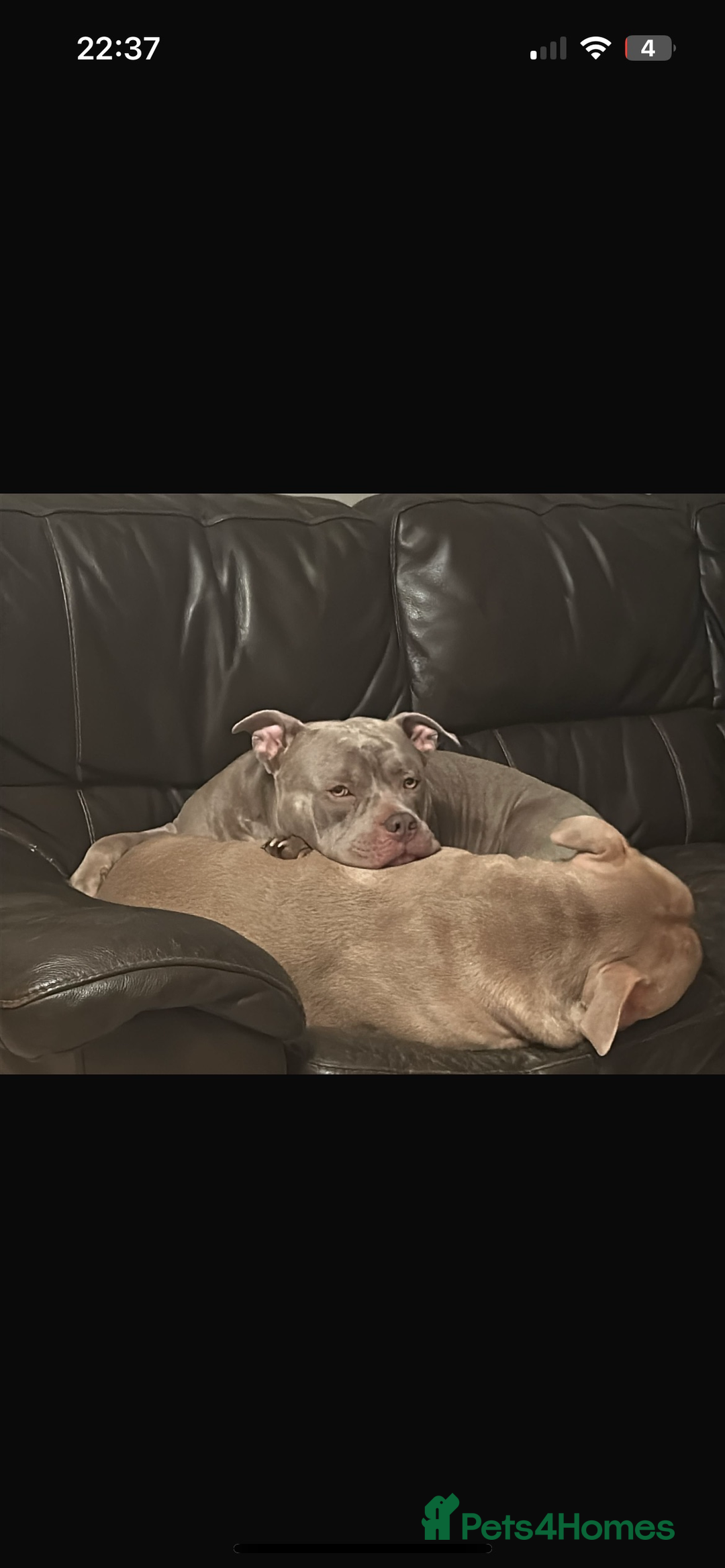American Bully dogs for sale: For rehome - Image 3