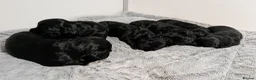 Cocker Spaniel dogs for sale: KC Registered Working Cocker Spaniel Puppies  - Advert 5