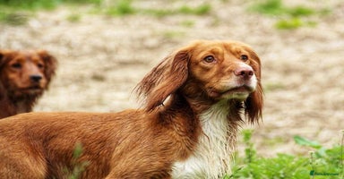 Cocker Spaniel dogs - Advert 3