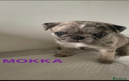 Pug dogs for sale: Pug Puppies  - Image 21