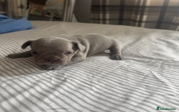 French Bulldog dogs for sale: 2 KC Reg’d French Bulldog Pups For Sale Left - Image 9