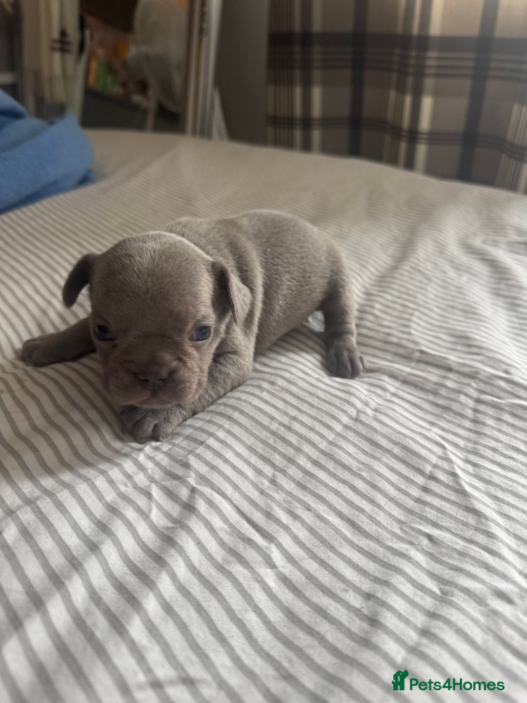 French Bulldog dogs for sale: 2 KC Reg’d French Bulldog Pups For Sale Left - Image 9